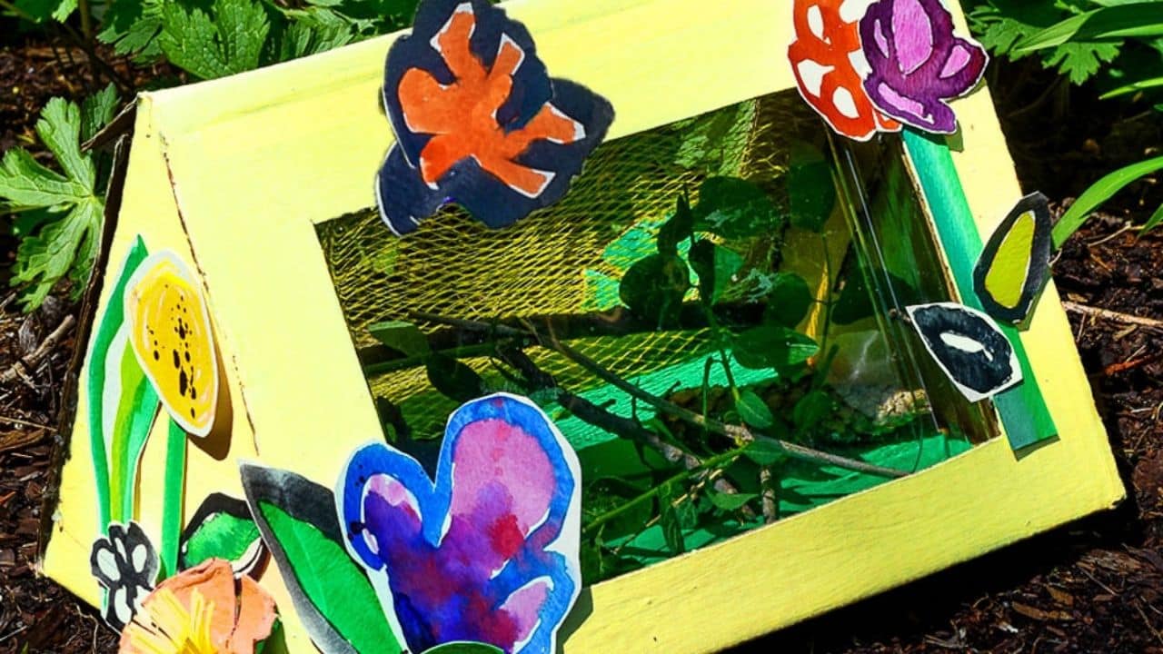 DIY bug observation box.
