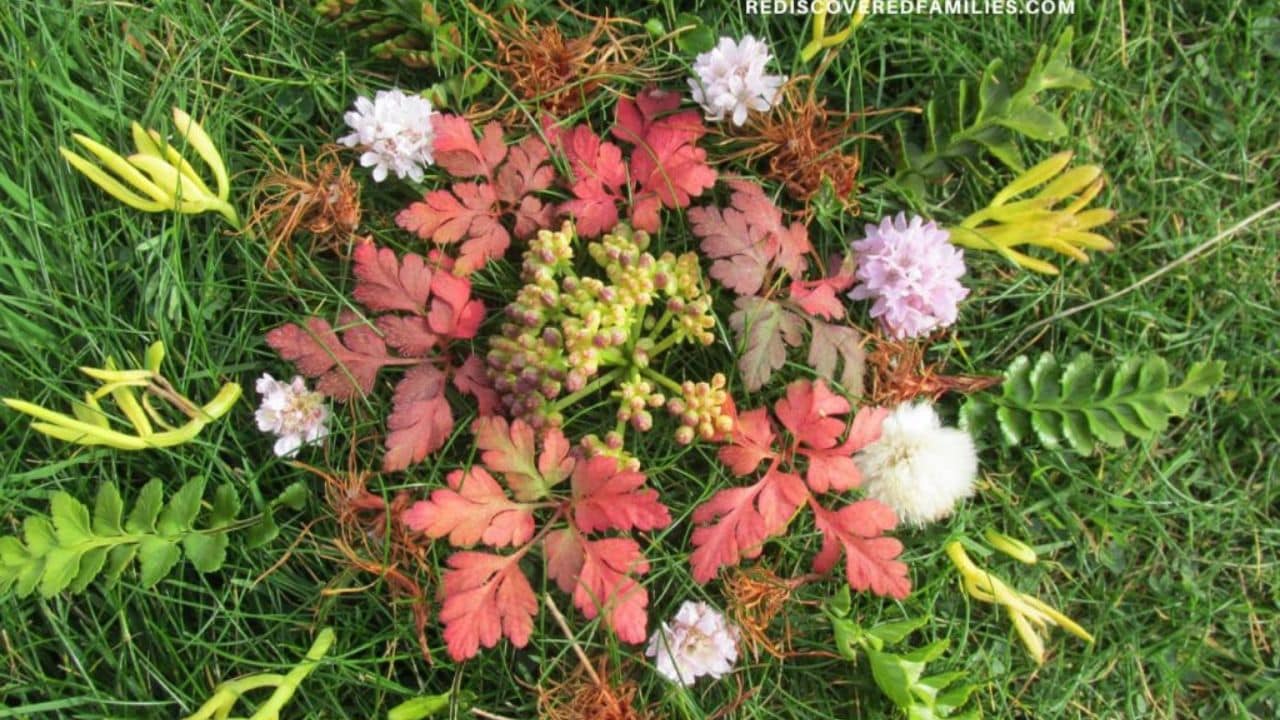 nature mandala.