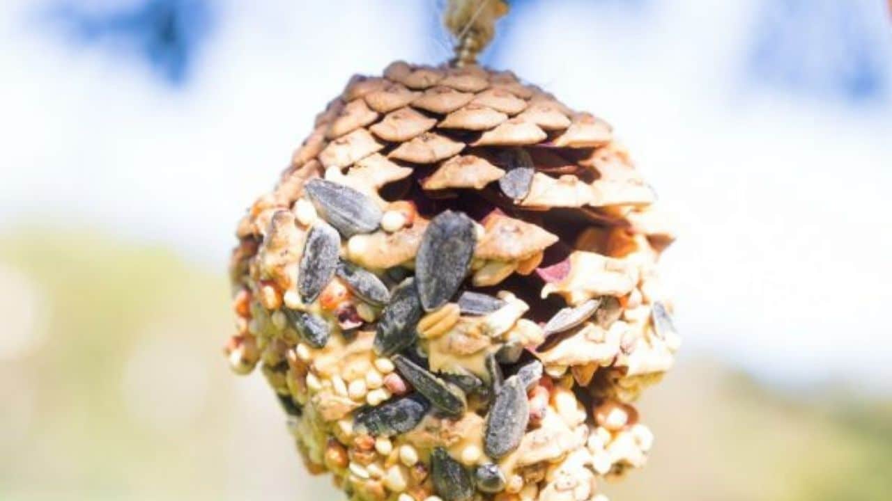 pinecone bird feeder.