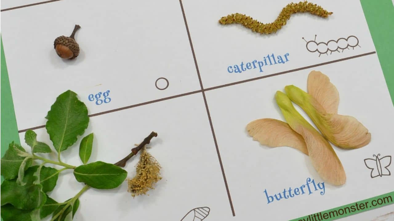 stages of a butterfly life cycle.